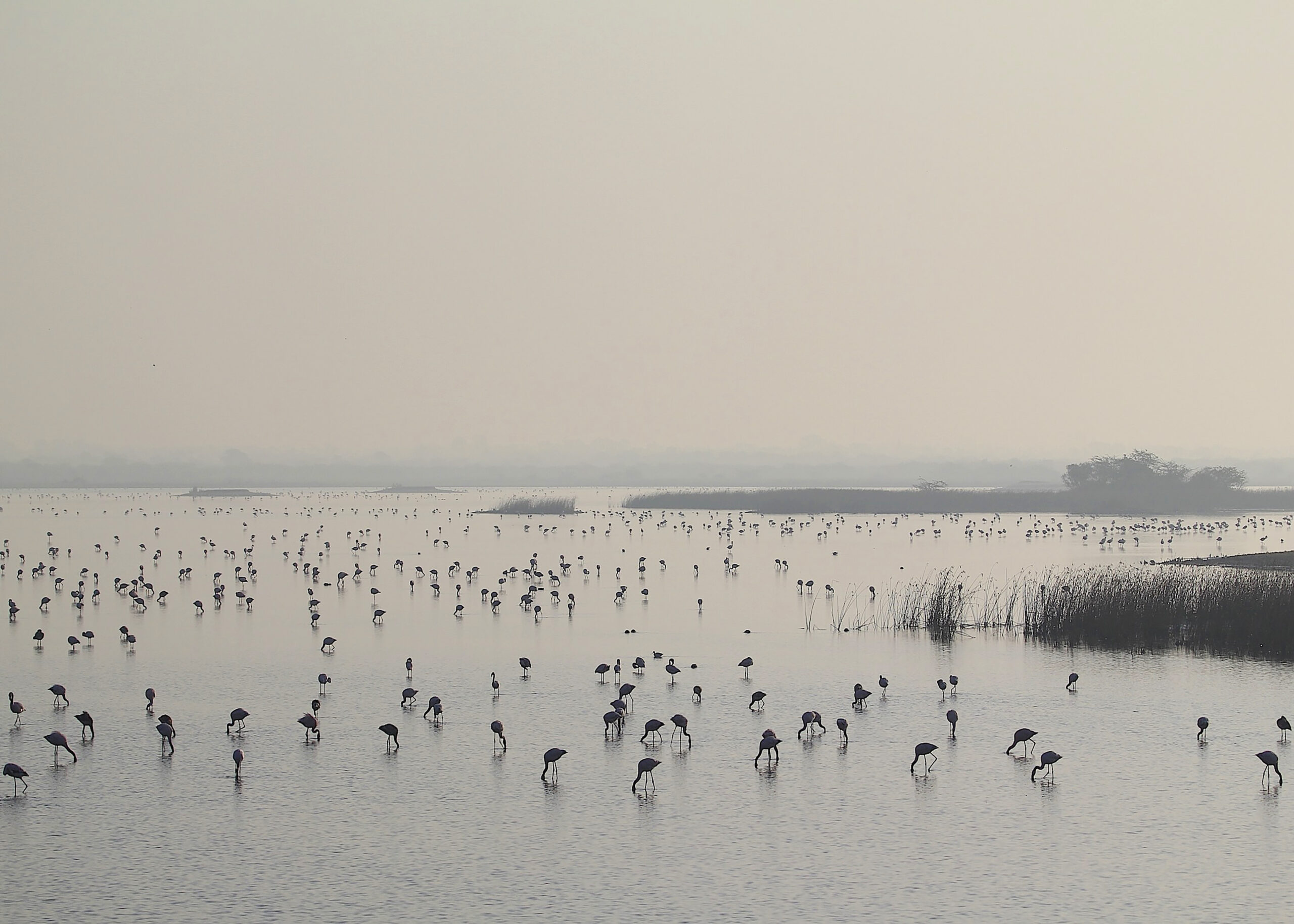 flamingoes aat dawn at khijadia