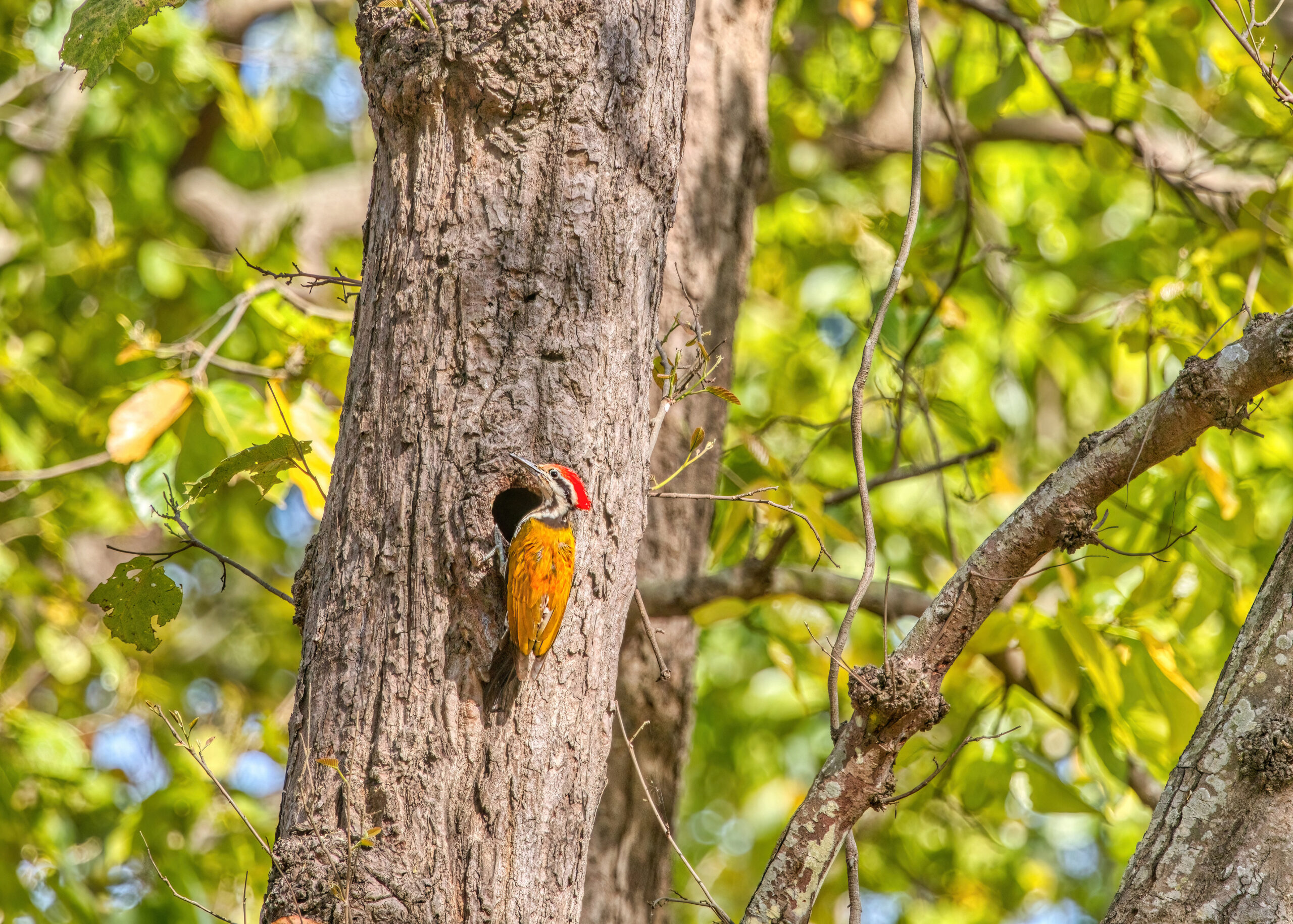 himalayan flameback woodpecker corbett