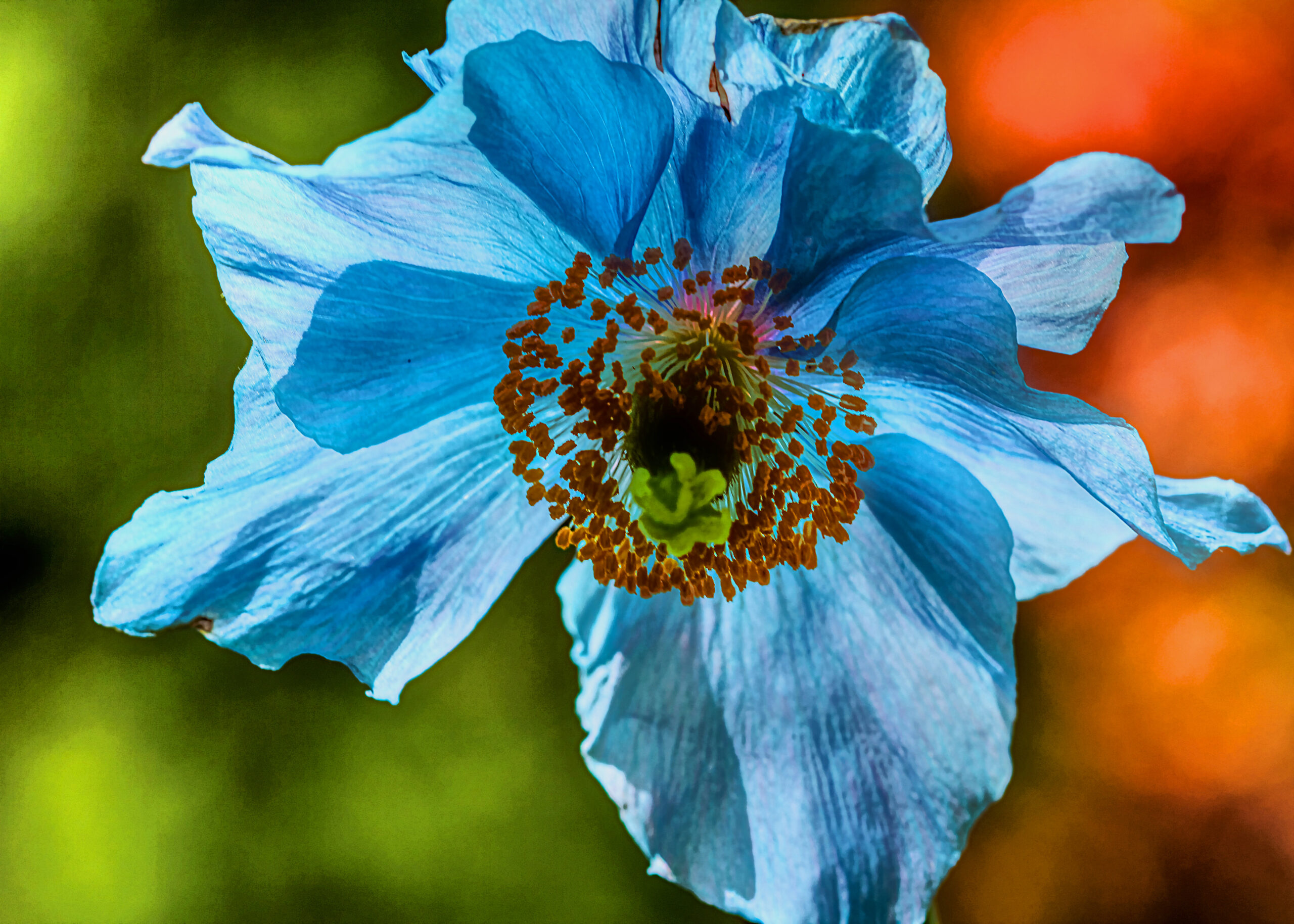 poppy flower