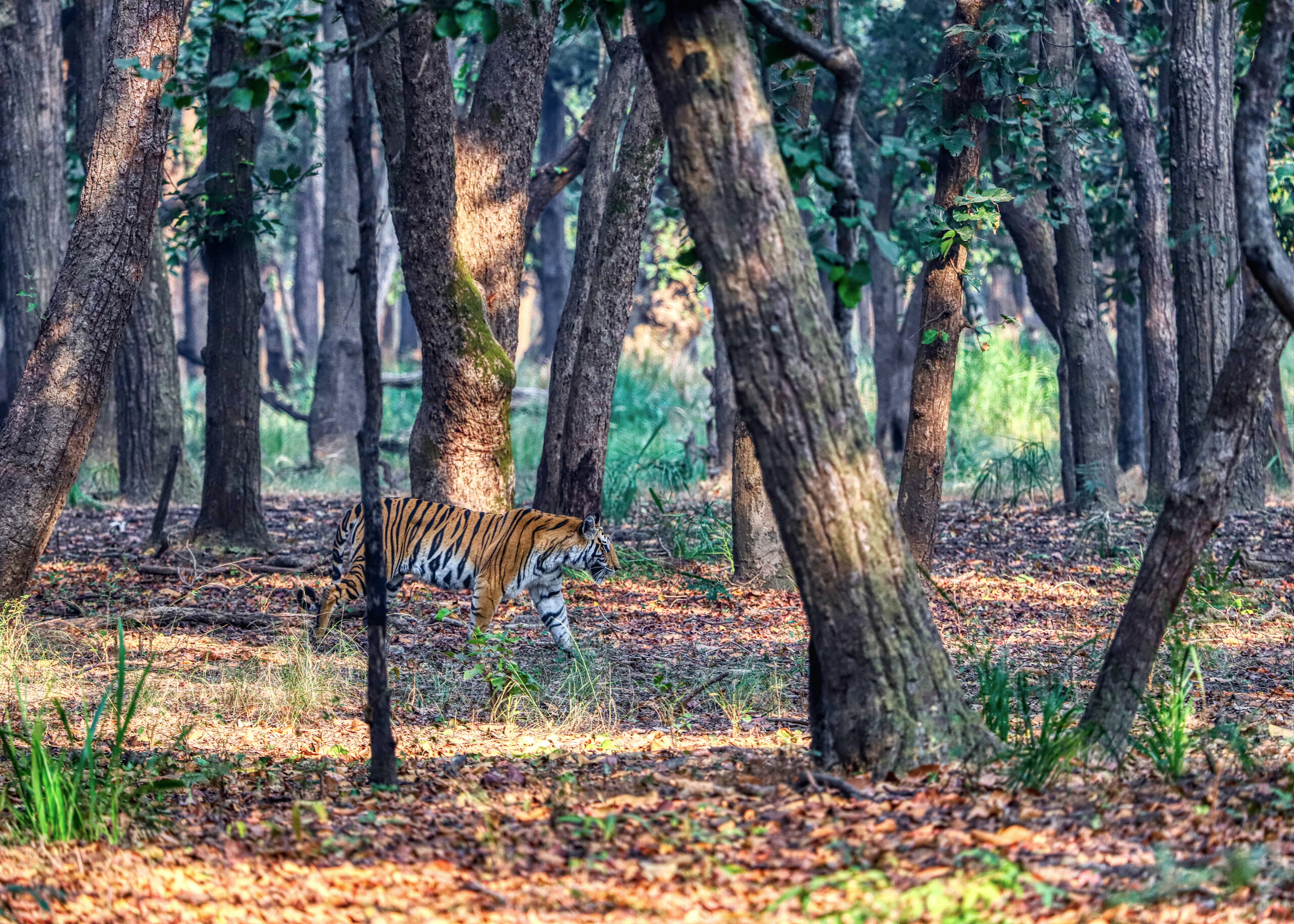 tiger at bandavgaarh