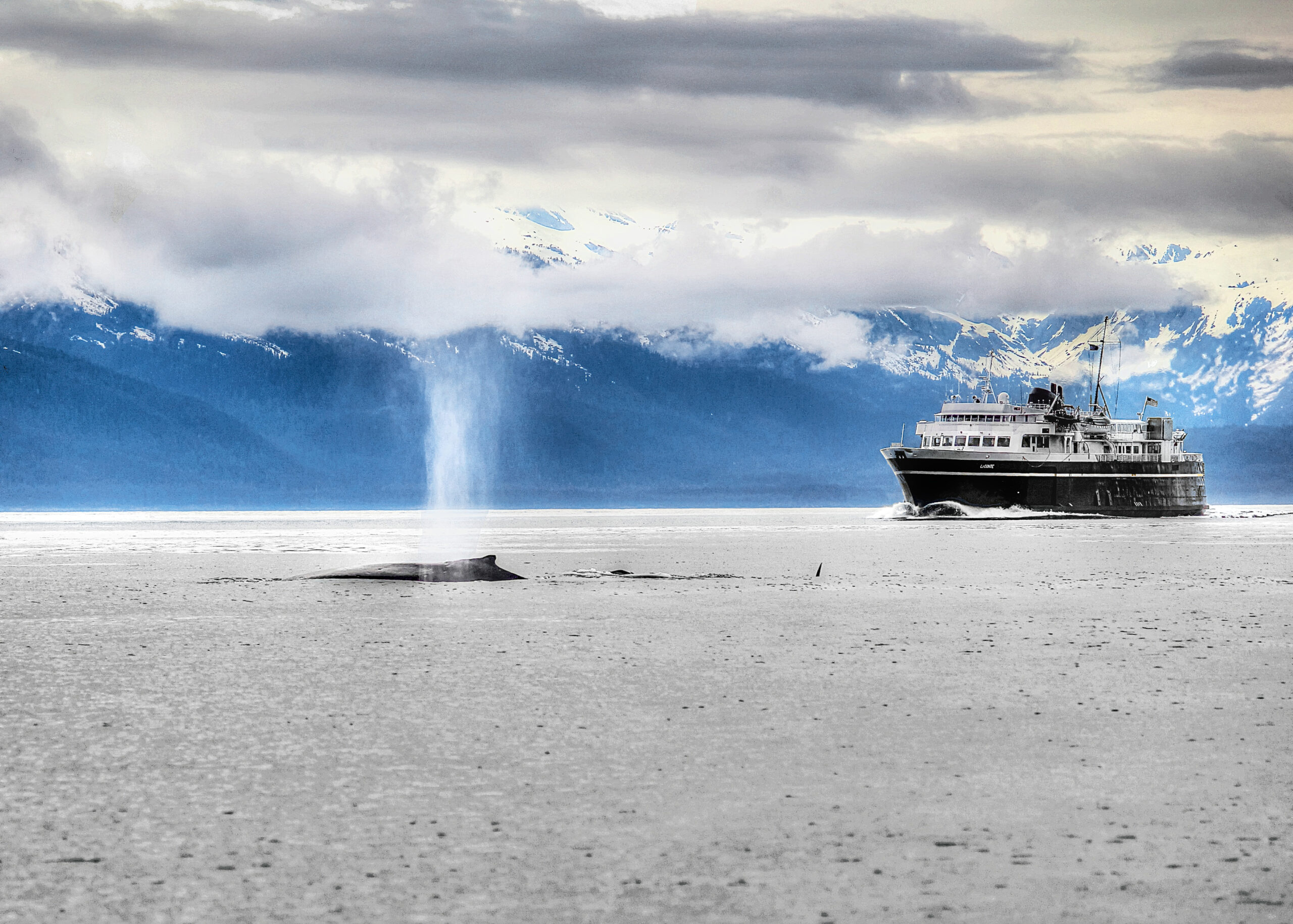 whale in alaskan waters